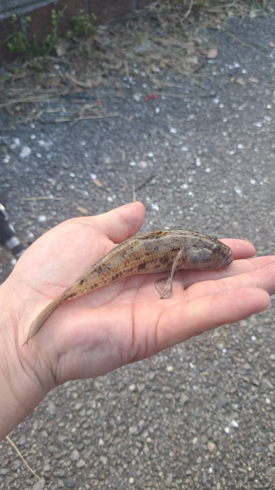 亀崎 ハゼ釣り_3