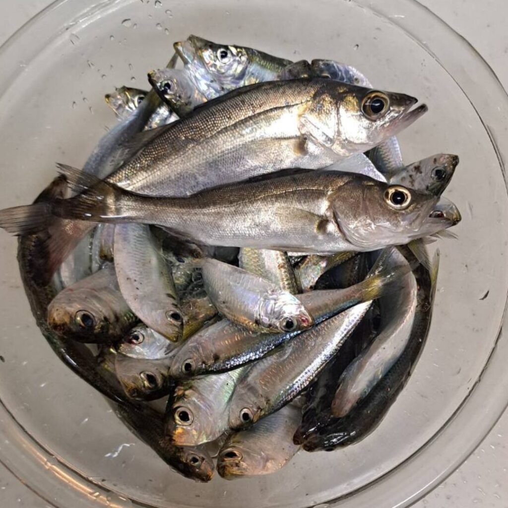 碧南海釣り公園でサッパ(ママカリ)が大当たり!